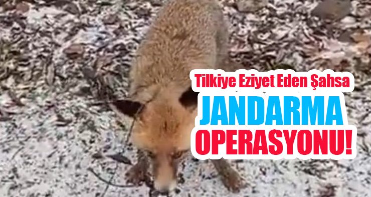 Tilkiye eziyet eden şahsa jandarma operasyonu!