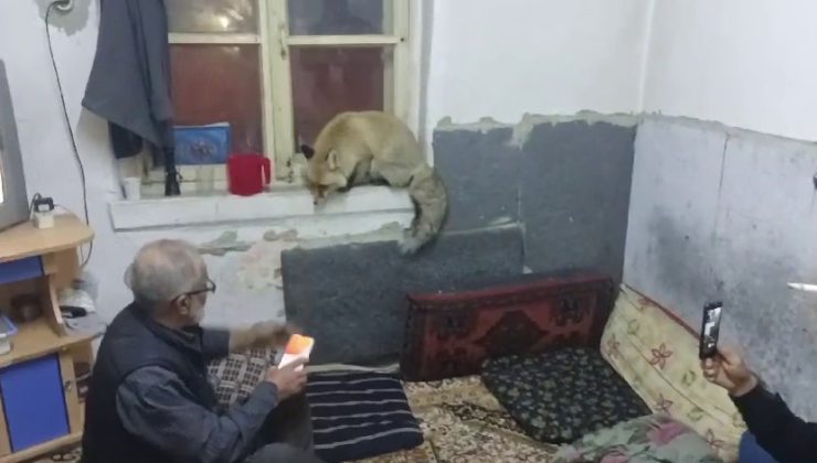 Erzurum’da aç kalan tilki, köylülere misafir geldi!