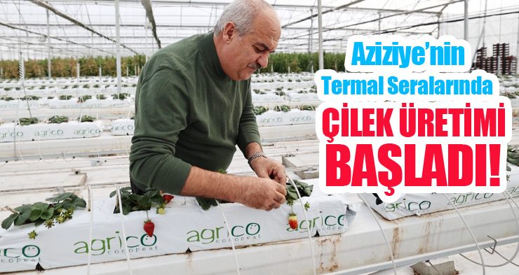 Aziziye’nin termal seralarında yeni dönem!