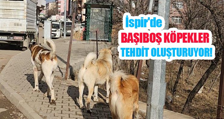 İspir’de başıboş köpekler tehdit oluşturuyor!