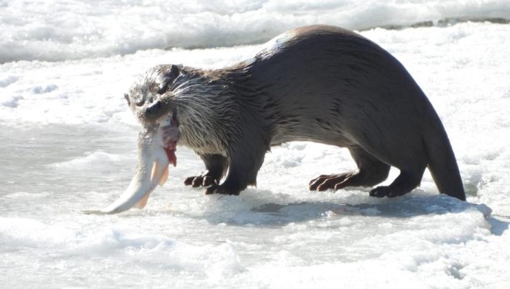 Su Samuru Çoruh’ta avlanırken görüntülendi!