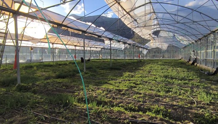 Uzundere’de seralarda üretim yeniden başladı!