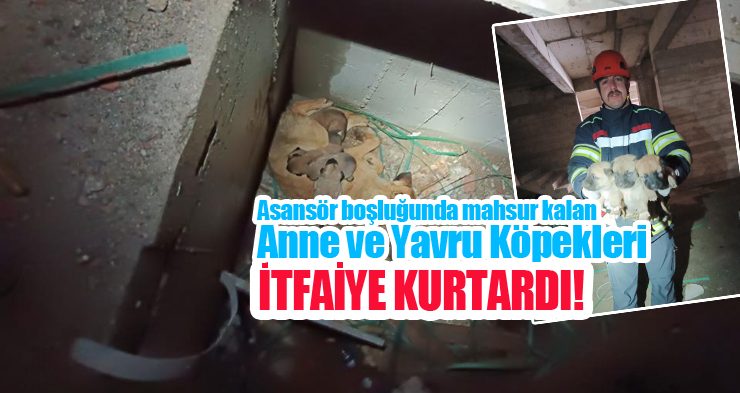 Asansör boşluğunda mahsur kalan anne ve yavru köpekleri itfaiye kurtardı!