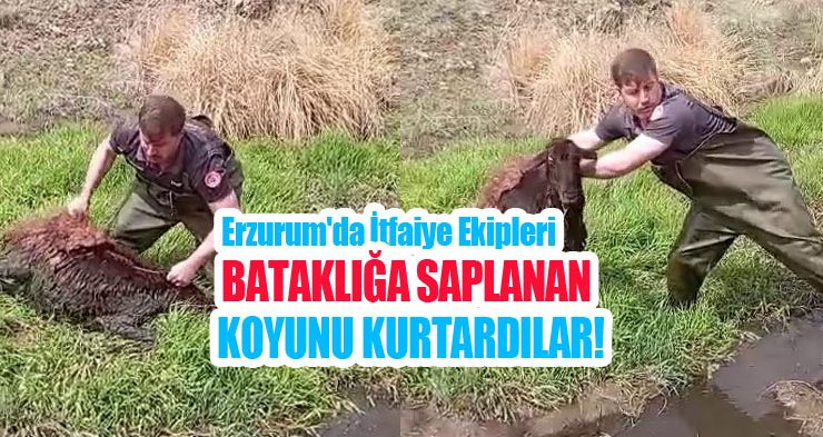 Bataklığa saplanan koyunu kurtardılar!