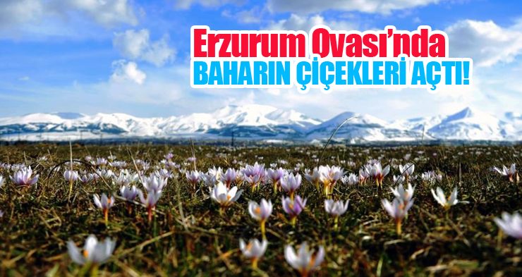 Erzurum Ovası’nda baharın çiçekleri açtı!