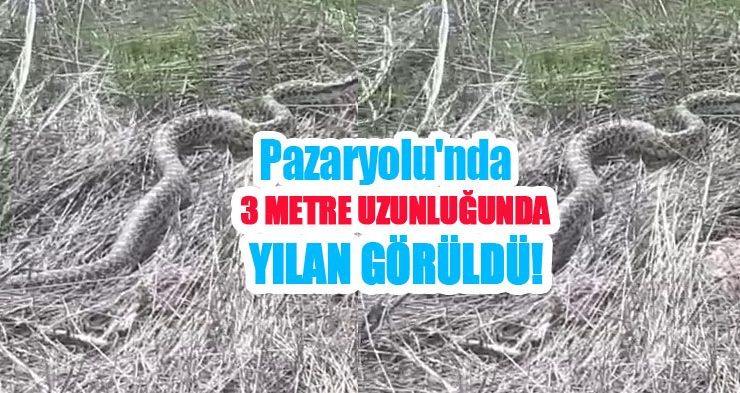 Pazaryolu’nda 3 metre uzunluğunda yılan görüldü!