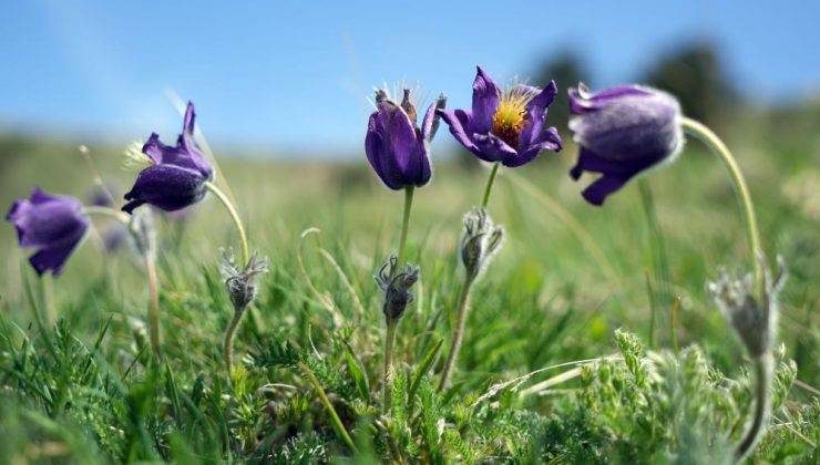 Palandöken’de Kaf ve Mor Laleler açtı!