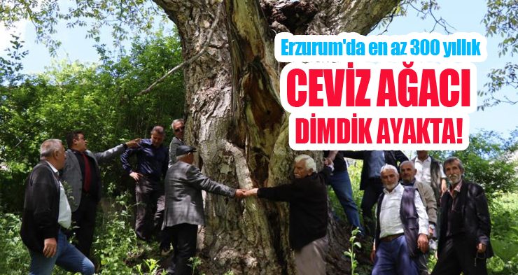 Erzurum’da en az 300 yıllık ceviz ağacı dimdik ayakta!