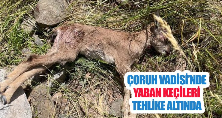 Çoruh Vadisi’nde yaban keçileri tehlike altında