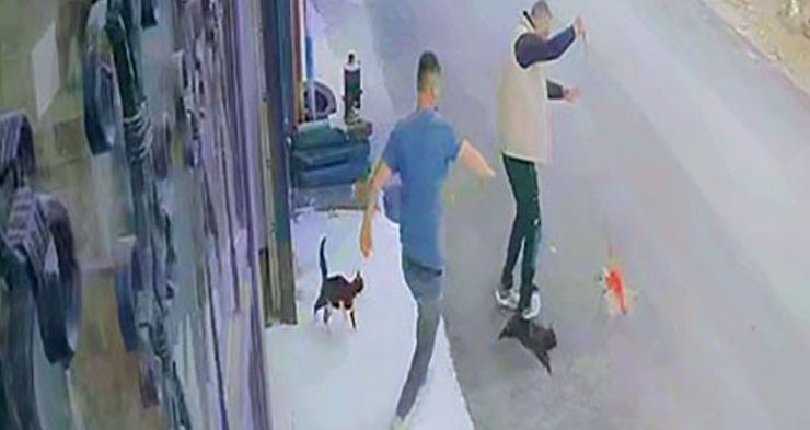 Çılgın kedilerin saldırısı güvenlik kamerasında!