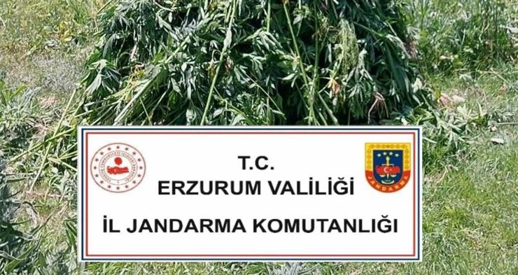 Erzurum’da 867 kök kenevir bitkisi ele geçirildi!