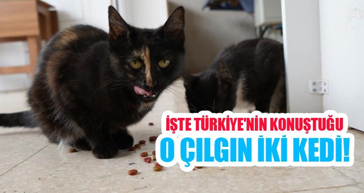 İşte Türkiye’nin konuştuğu o çılgın iki kedi!
