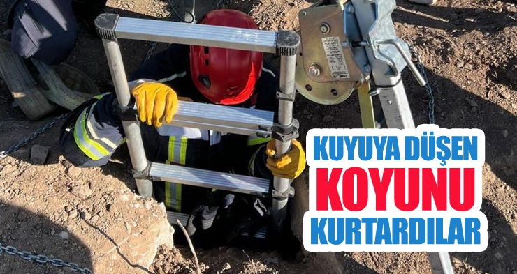 Kuyuya düşen koyunu kurtardılar