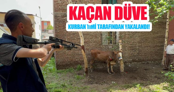 Kaçan düve, kurban timi tarafından yakalandı!