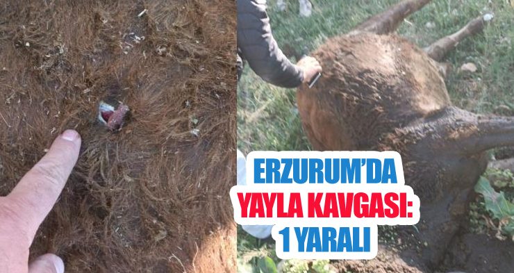 Yayla kavgası: 1 yaralı