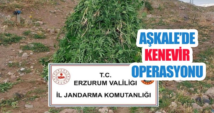 Aşkale’de kenevir operasyonu