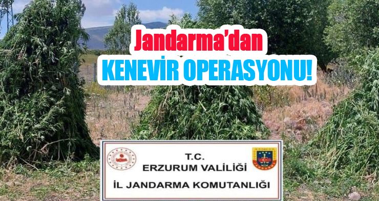 Jandarma’dan kenevir operasyonu!