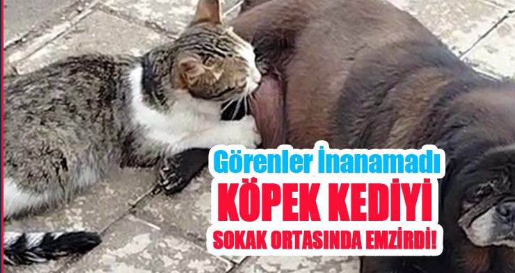 Görenler inanamadı, köpek kediyi sokak ortasında emzirdi..