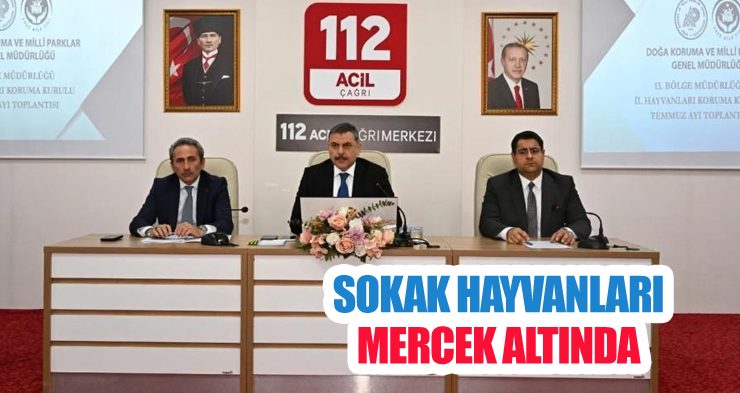 Sokak hayvanları mercek altında