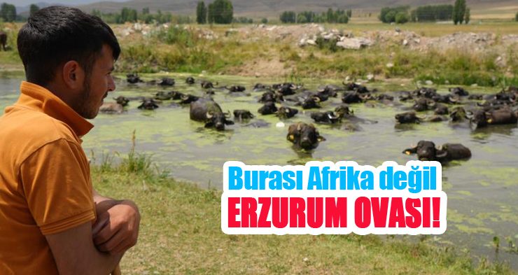 Burası Afrika değil Erzurum Ovası!
