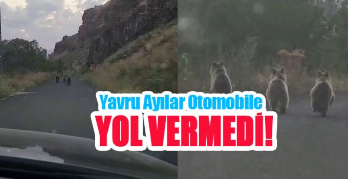 Yavru ayılar otomobile yol vermedi!
