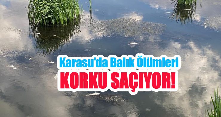 Karasu’da balık ölümleri korku saçıyor!