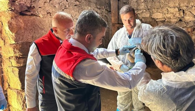 ŞAP hastalığına karşı aşılama sürüyor!