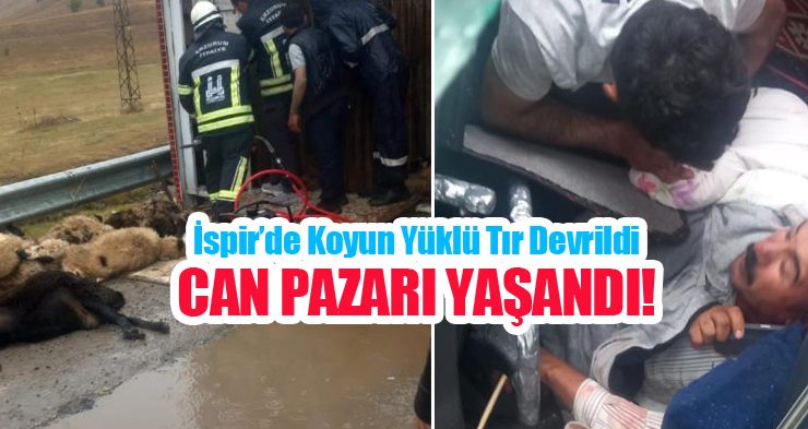 İspir’de koyun yüklü tır devrildi: Can pazarı yaşandı!