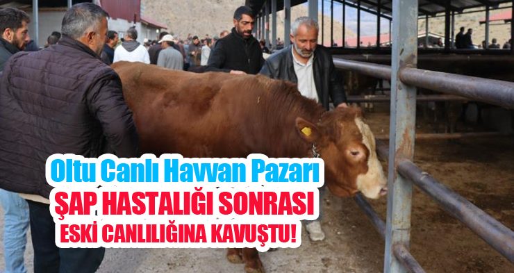 Oltu canlı hayvan pazarı şap hastalığı sonrası eski canlılığına kavuştu…
