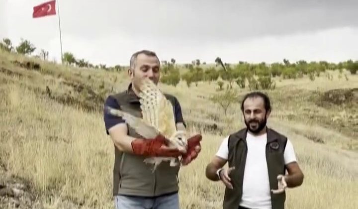 Peçeli baykuş yeniden yaban hayatta…