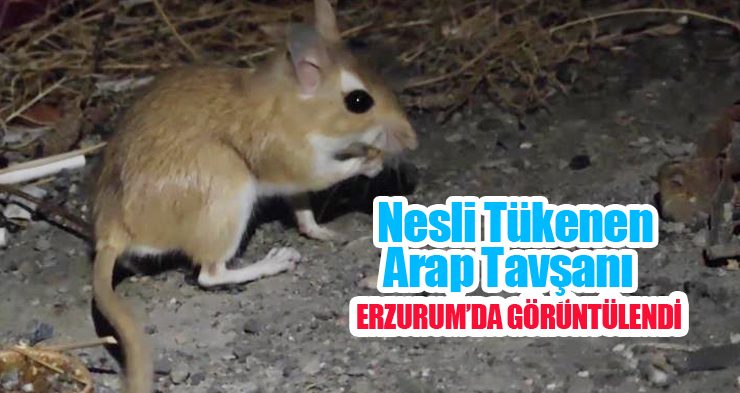 Nesli tükenme tehlikesindeki Arap tavşanı görüntülendi…