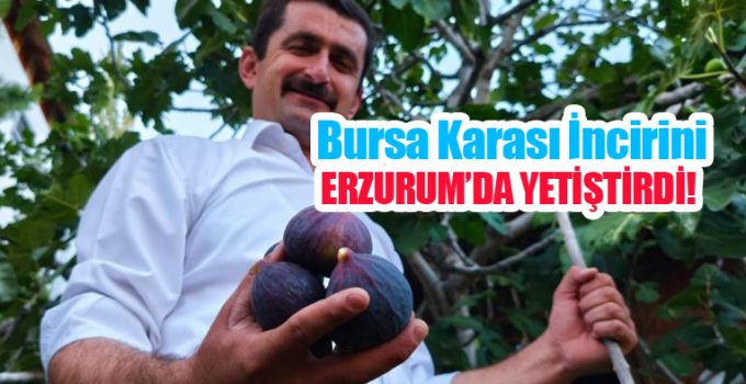 Bursa karası incirini Erzurum’da yetiştirdi…