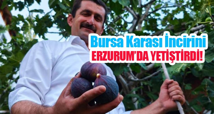 Bursa karası incirini Erzurum’da yetiştirdi…