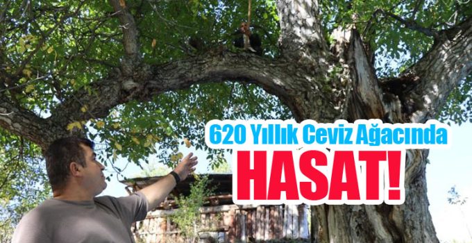 620 yıllık ceviz ağacında hasat…