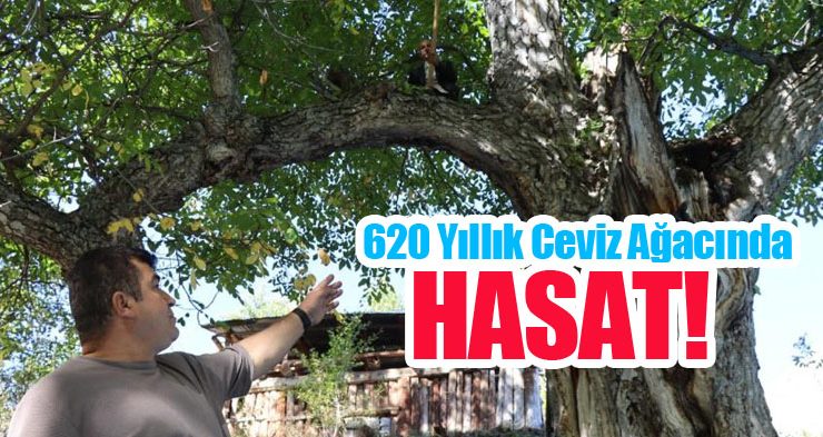 620 yıllık ceviz ağacında hasat…