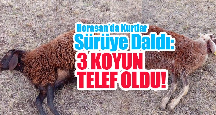 Horasan’da kurtlar sürüye daldı: 3 koyun telef oldu…