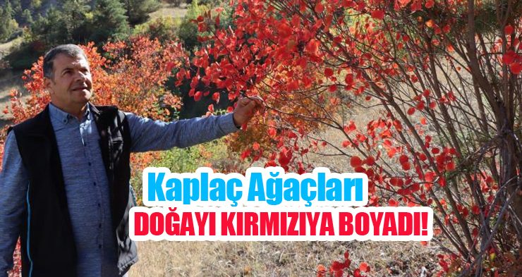 Kaplaç Ağaçları doğayı kırmızıya boyadı…