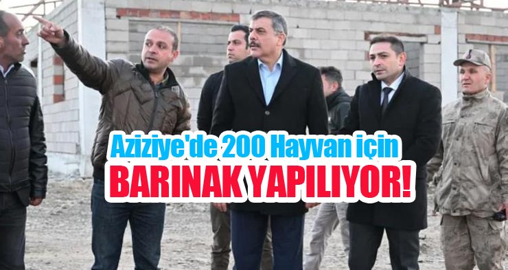 Aziziye’de 200 hayvan için barınak yapılıyor…