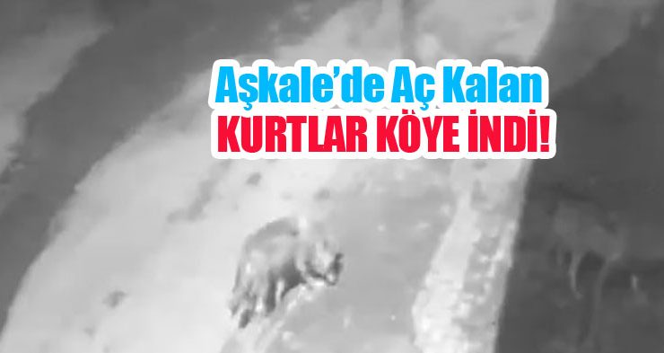 Aşkale’de aç kalan kurtlar köye indi…