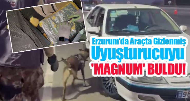 Erzurum’da araçta gizlenmiş uyuşturucuyu ‘Magnum’ buldu..