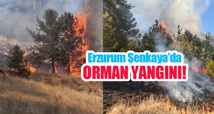 Erzurum’da orman yangını!