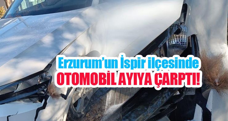 Otomobil ayıya çarptı!