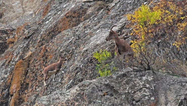 Dağ keçileri karayolu kenarına indi, görenler cep telefonlarına sarıldı..