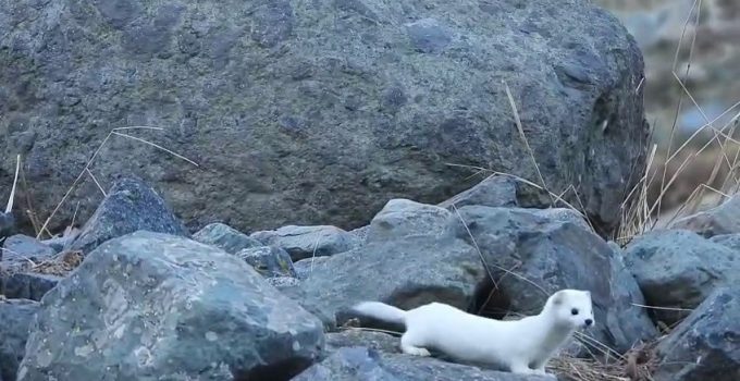 Gelincik rengiyle mevsime ayak uydurdu!