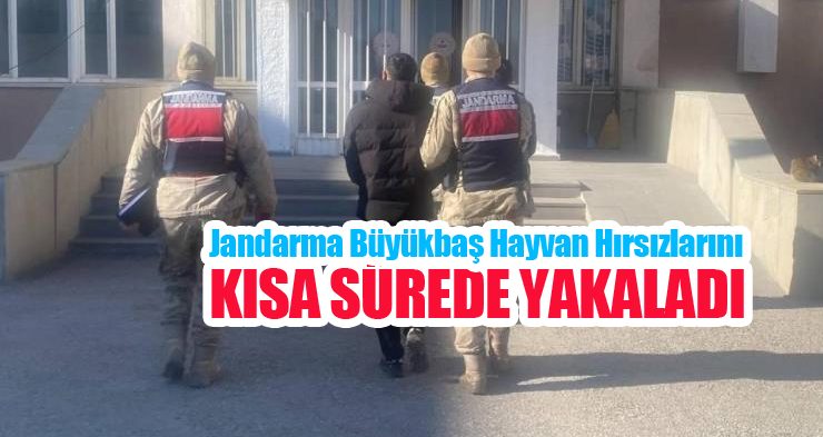 Jandarma büyükbaş hayvan hırsızlarını kısa sürede yakaladı!