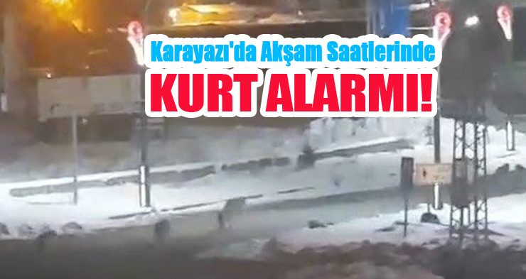 Karayazı’da akşam saatlerinde kurt alarmı!