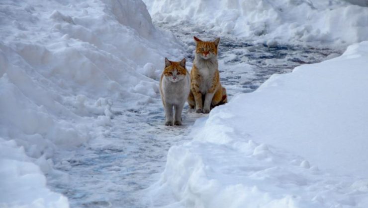 Buzlanma ve dona dikkat!