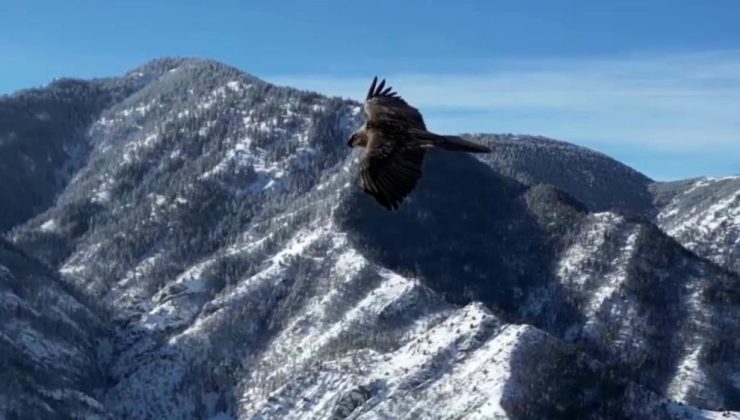 Erzurum’da sakallı akbaba dron ile görüntülendi..