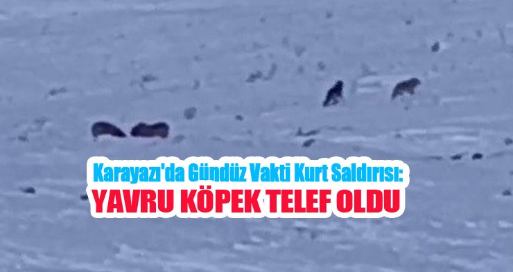 Karayazı’da gündüz vakti kurt saldırısı: Yavru köpek telef oldu…