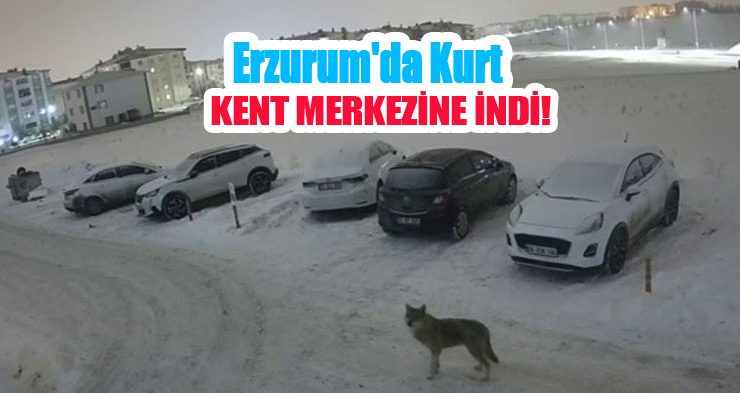 Erzurum’da kurt kent merkezine indi…